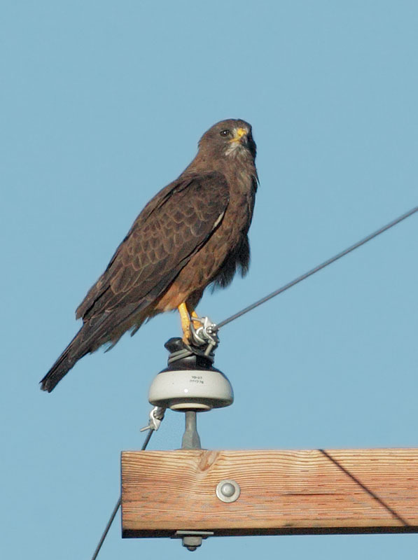 Swainson's Hawk