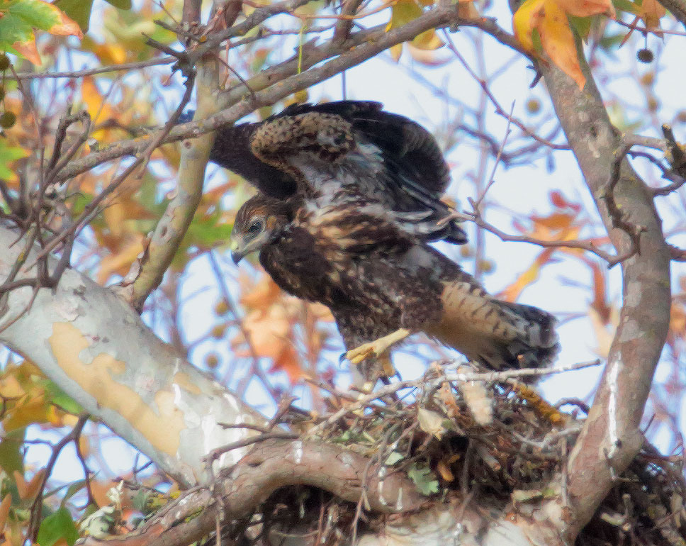 Swainson's Hawk