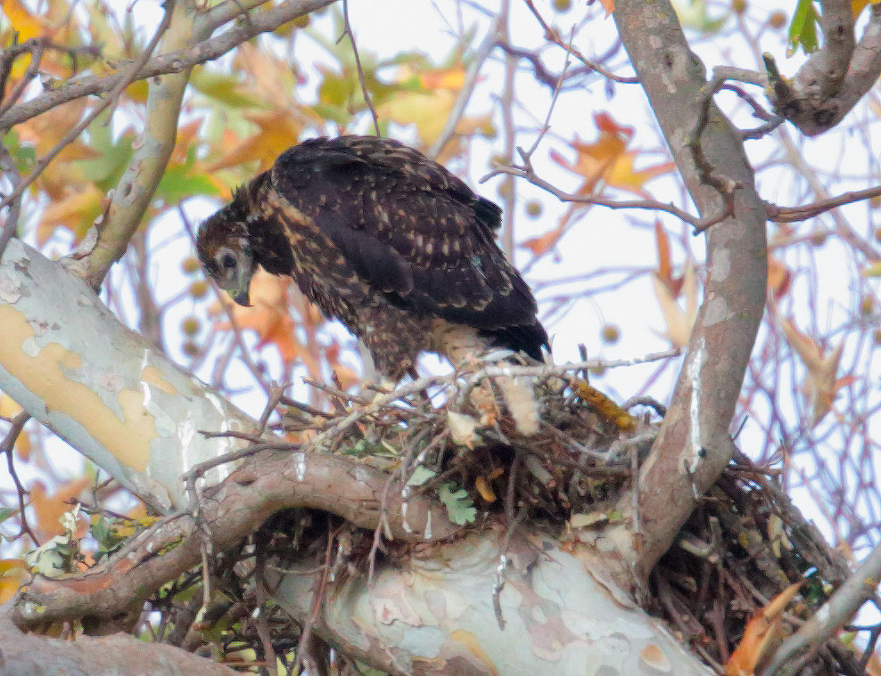 Swainson's Hawk
