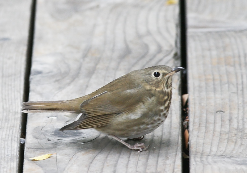 Swainson's Thrush