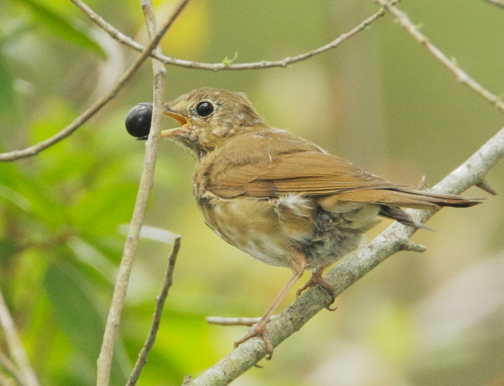 Swainson's Thrush