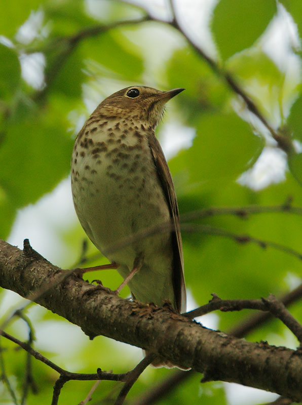 Swainson's Thrush