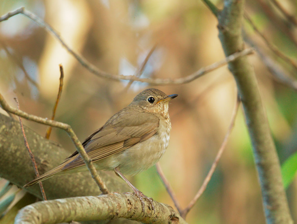 Swainson's Thrush