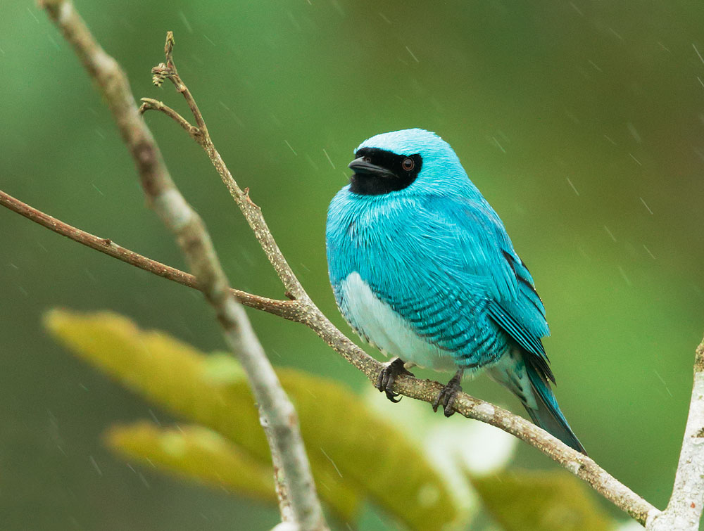 Swallow Tanager