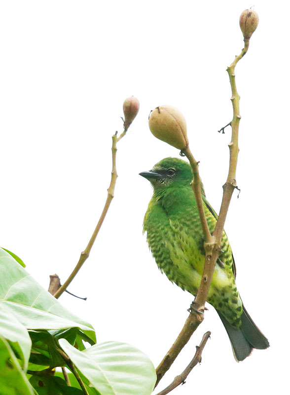 Swallow Tanager