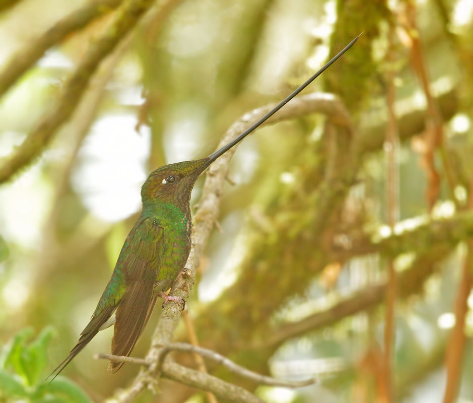 Sword-billed Hummingbird