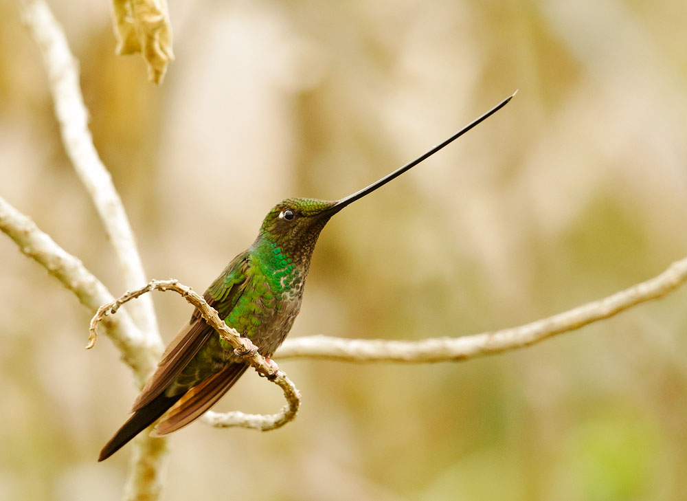 Sword-billed Hummingbird