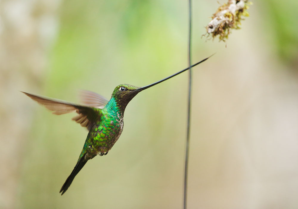 Sword-billed Hummingbird