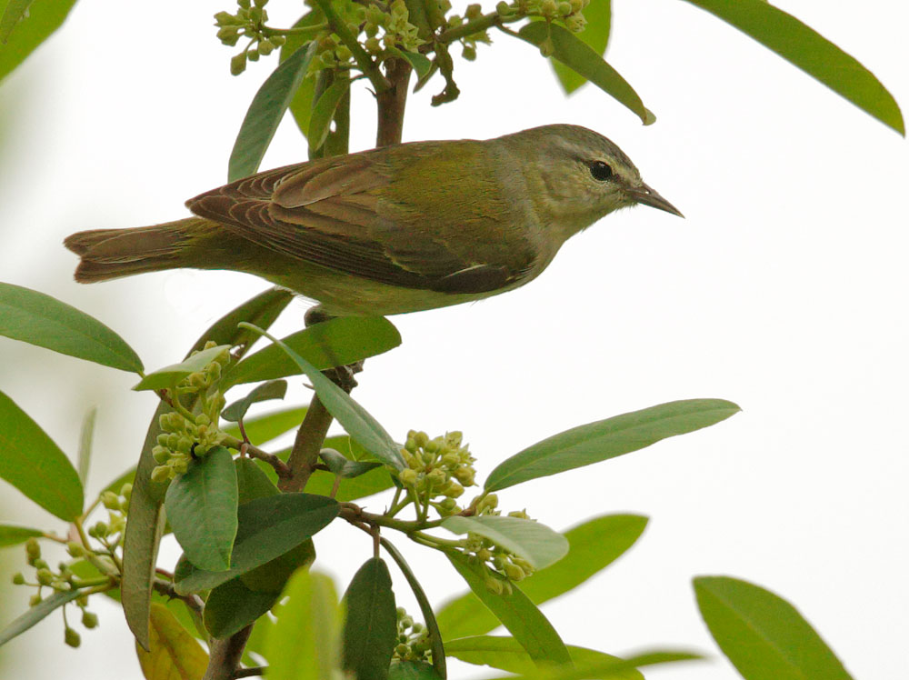 Tennessee Warbler