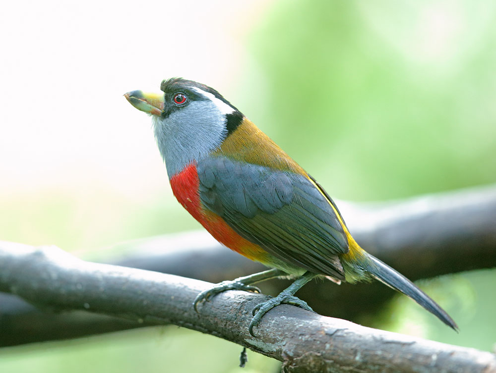 Toucan Barbet