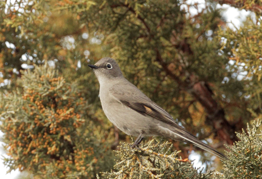 Townsend's Solitaire