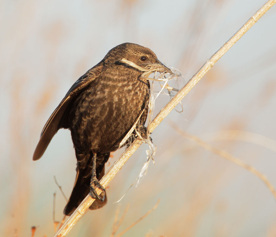 Tricolored Blackbird