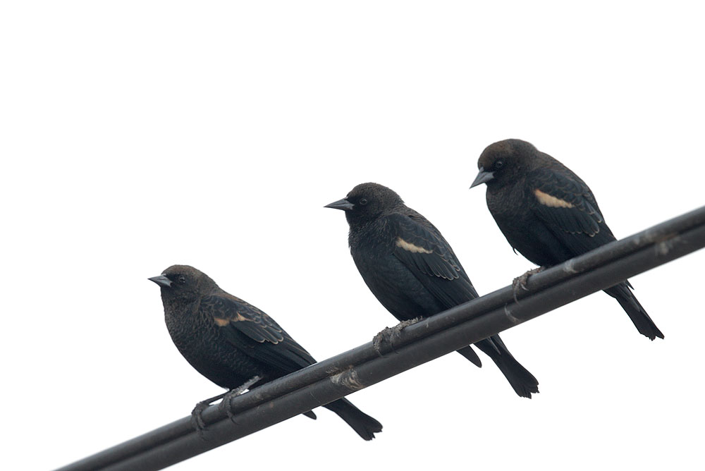Tricolored Blackbirds