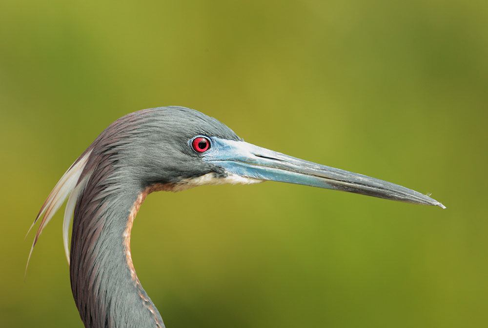 Tricolored Heron