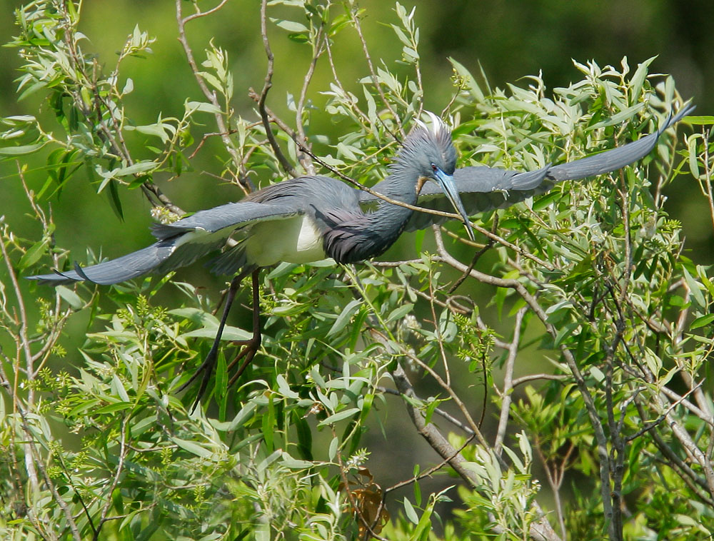 Tricolored Heron