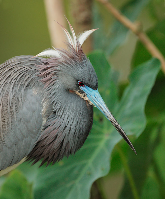 Tricolored Heron