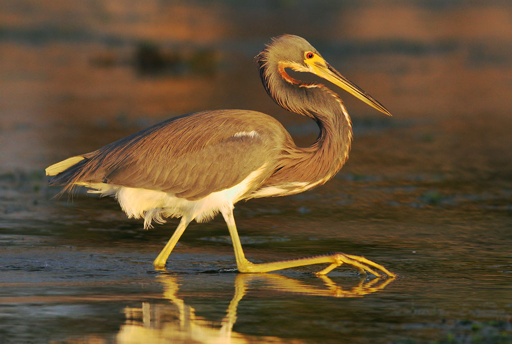 Tricolored Heron