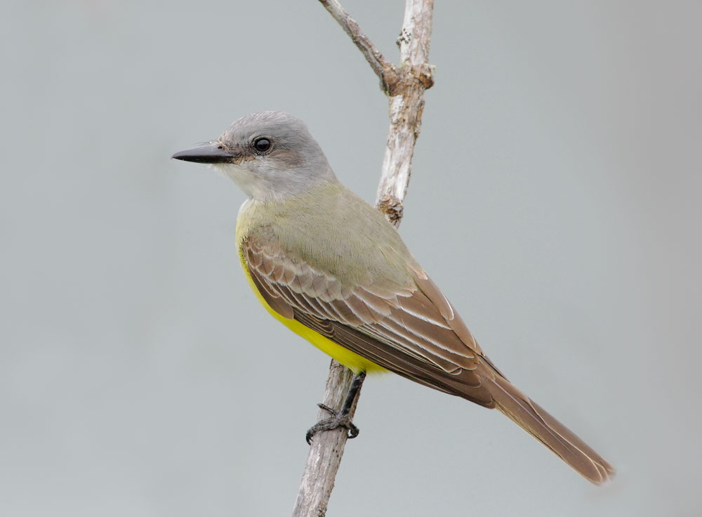 Tropical Kingbird