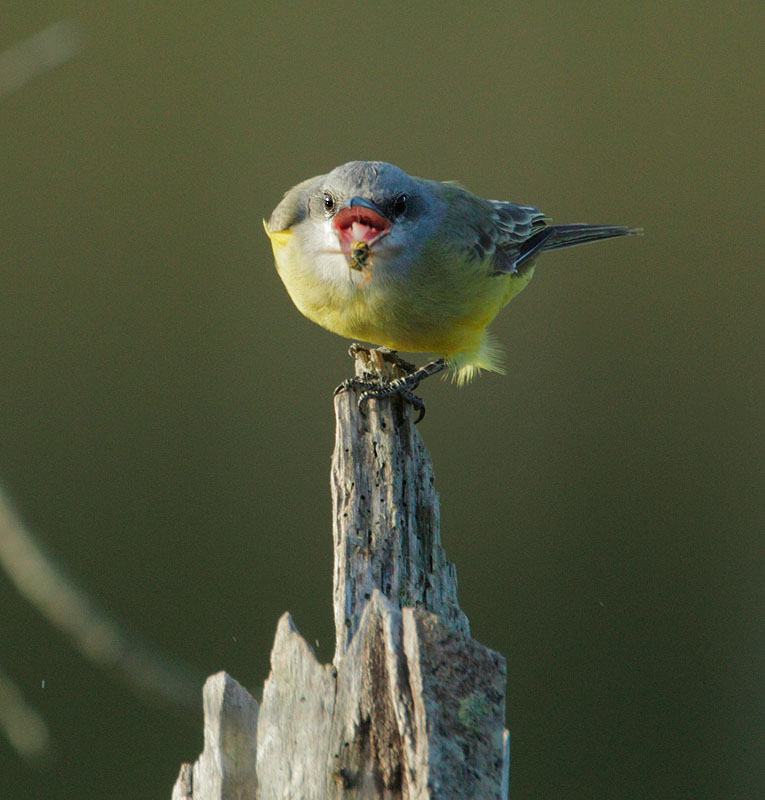 Tropical Kingbird