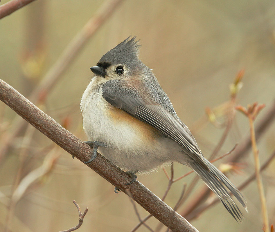 Tufted Titmouse