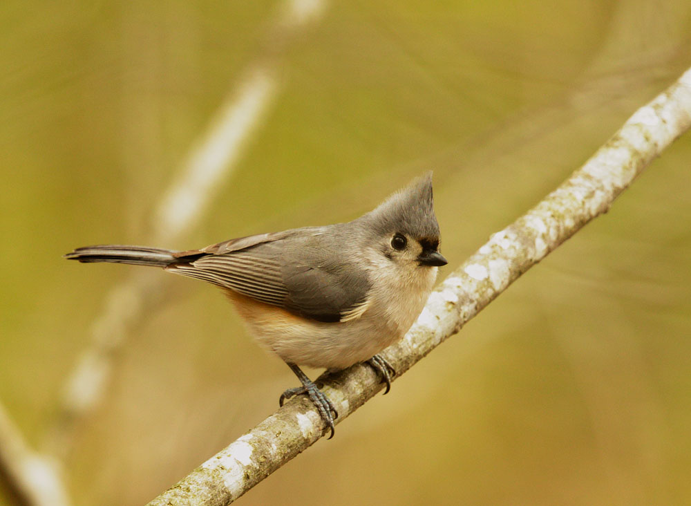 Tufted Titmouse