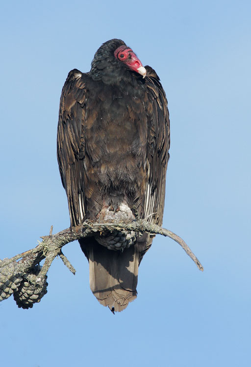 Turkey Vulture