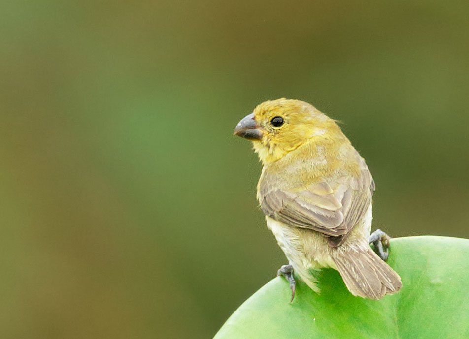 Variable Seedeater