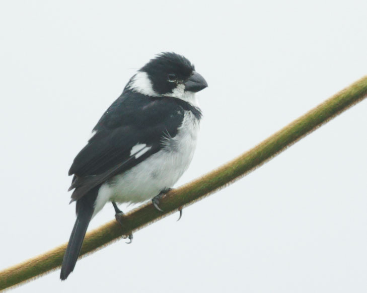 Variable Seedeater
