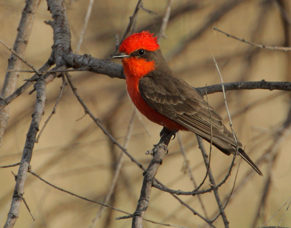Vermilion Flycatcher