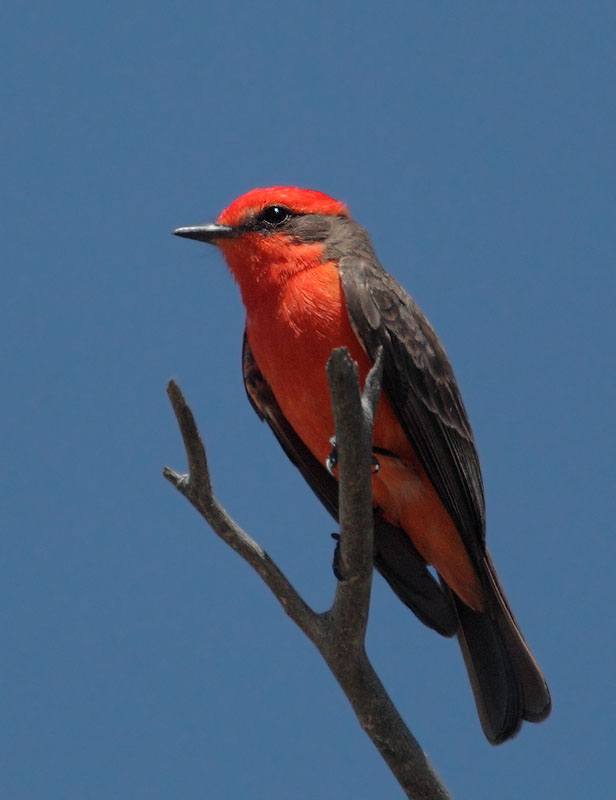Vermilion Flycatcher