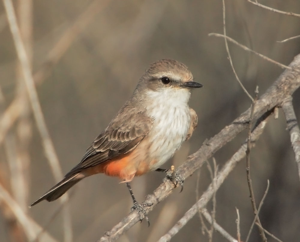 Vermilion Flycatcher