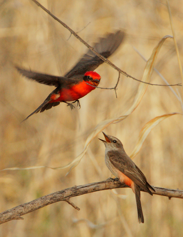 Vermilion Flycatchers