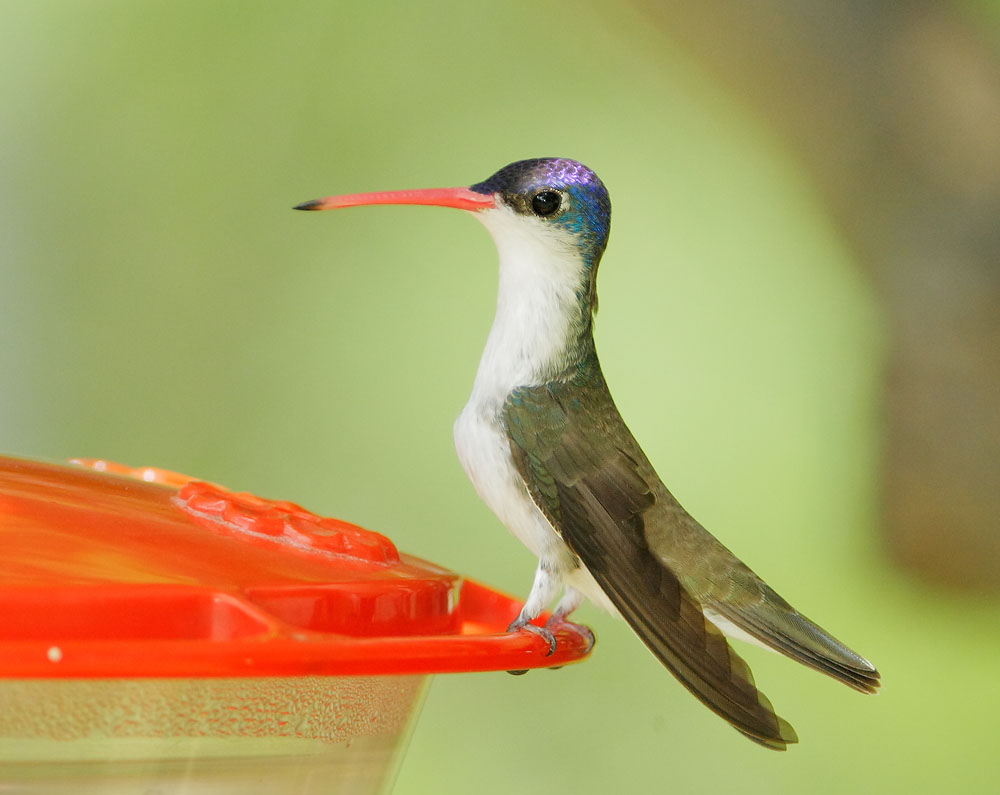 Violet-crowned Hummingbird