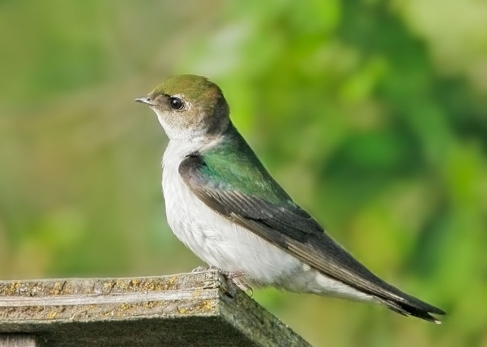 Violet-green Swallow