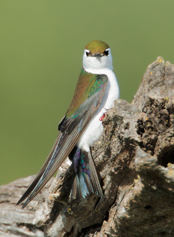 Violet-green Swallow