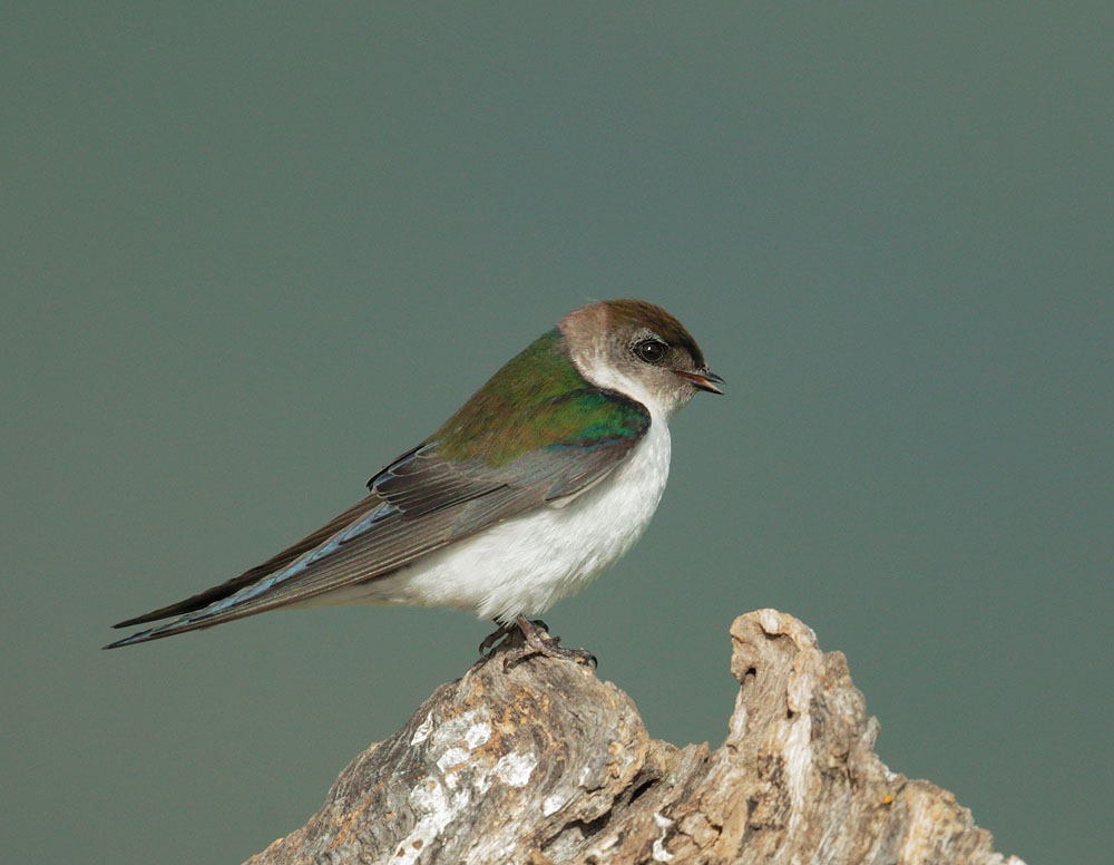 Violet-green Swallow