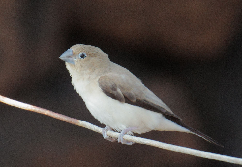African Silverbill