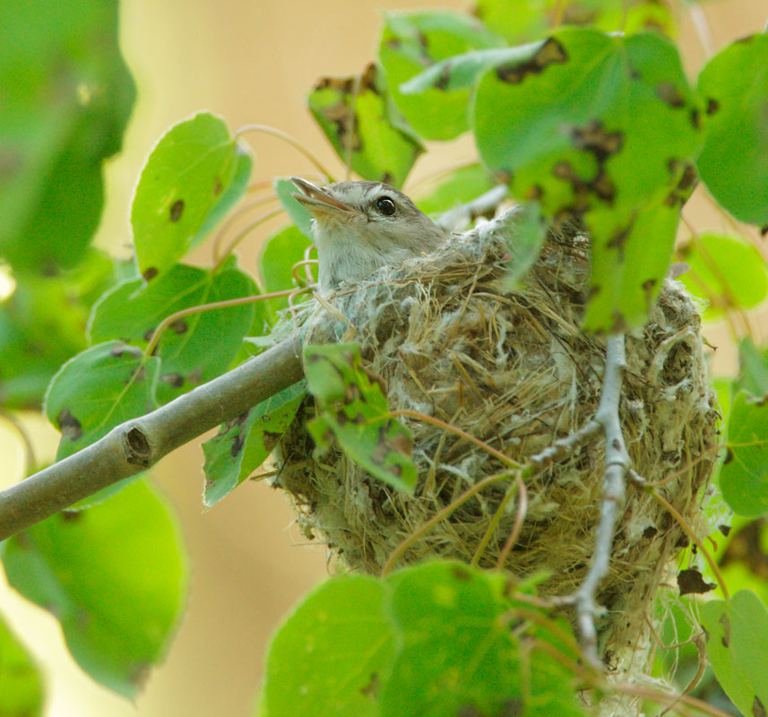 Warbling Vireo