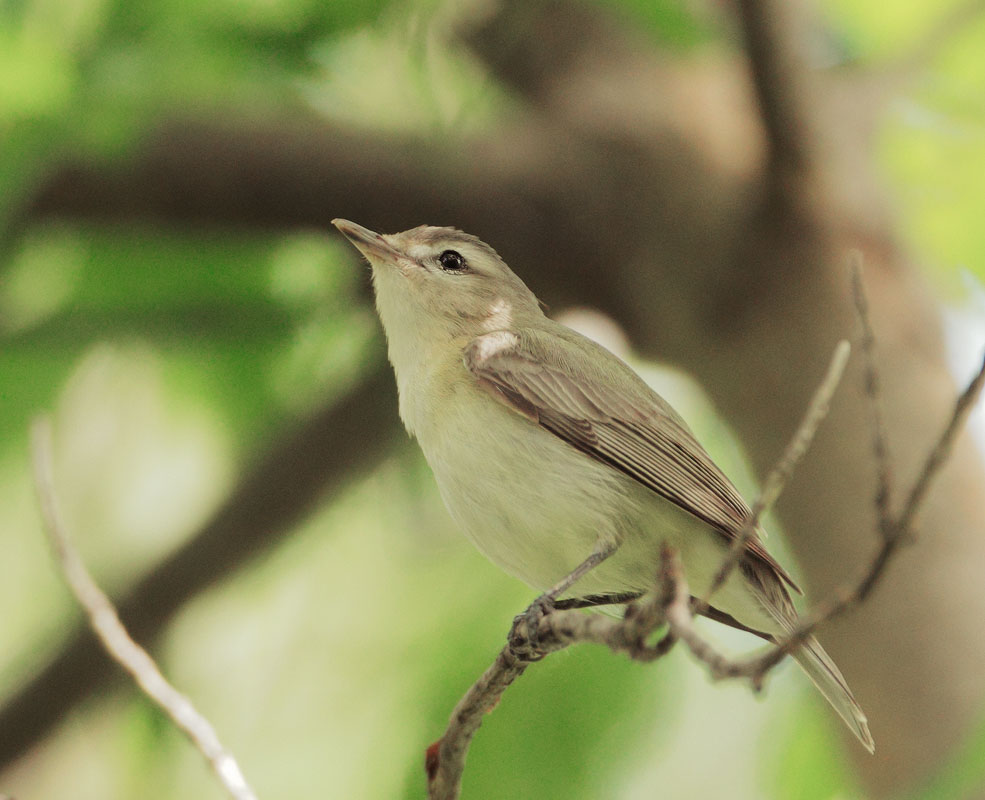 Warbling Vireo