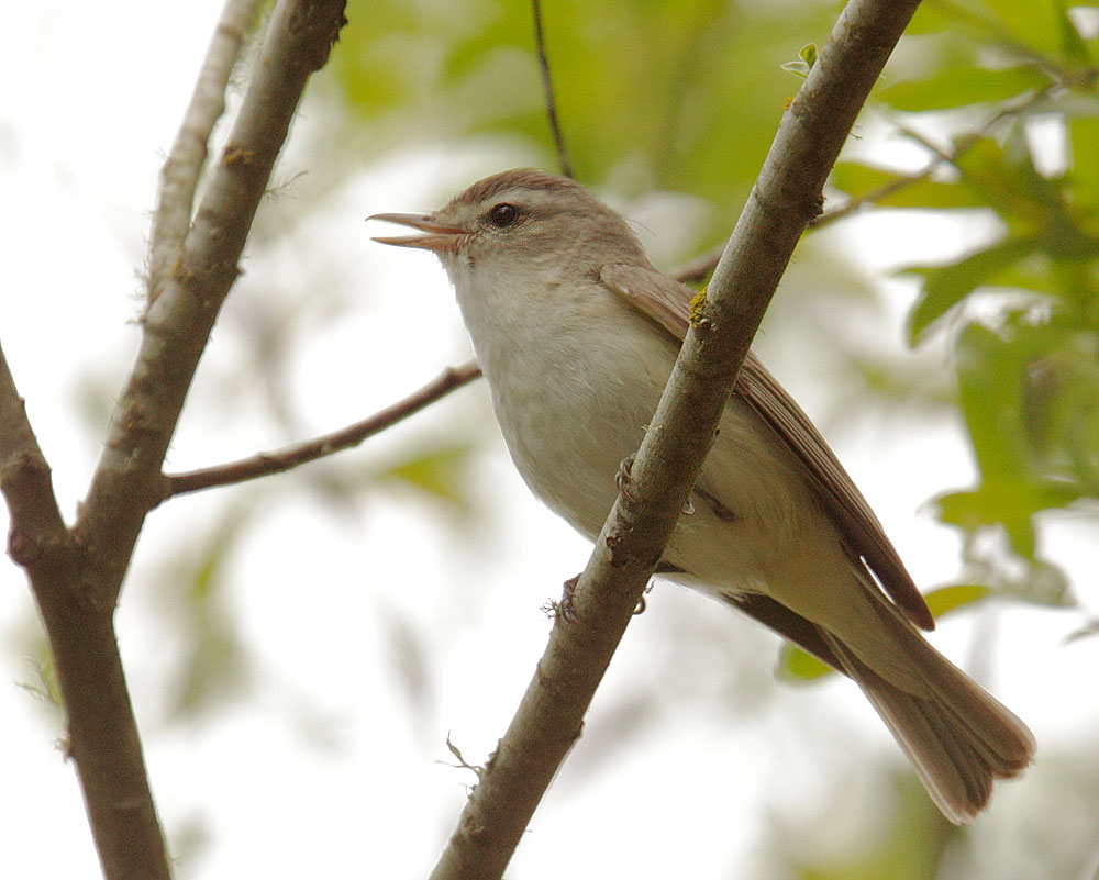 Warbling Vireo