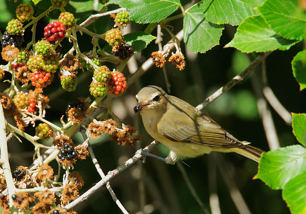 Warbling Vireo