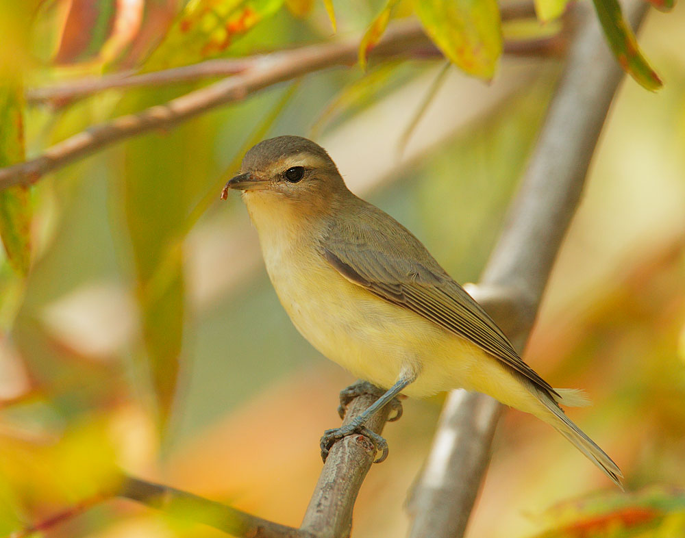Warbling Vireo