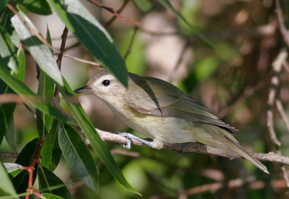 Warbling Vireo