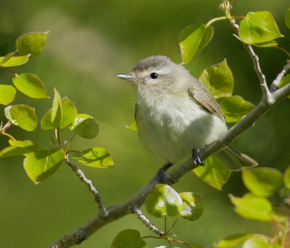 Warbling Vireo