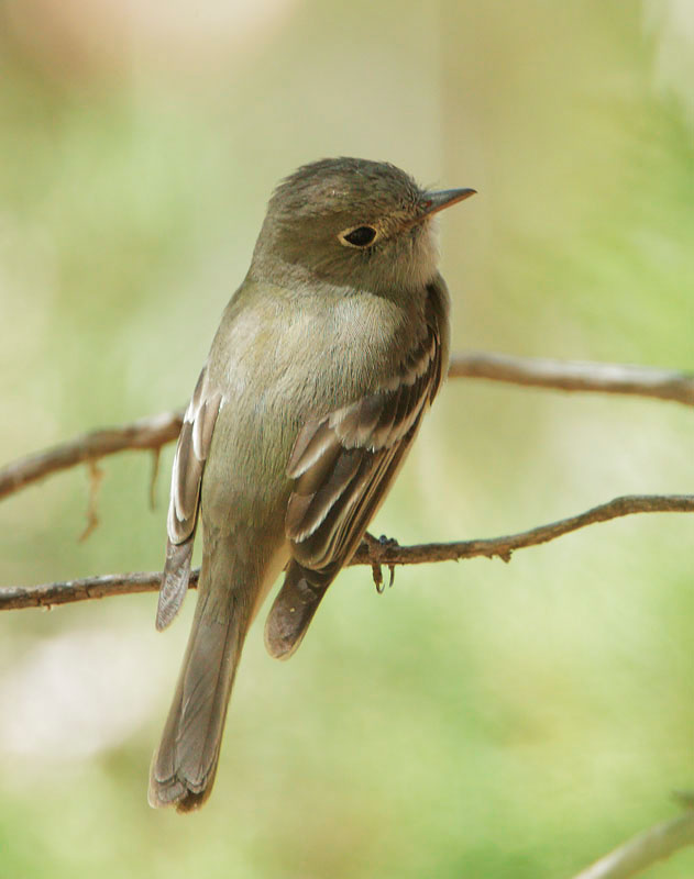 "Western" Flycatcher
