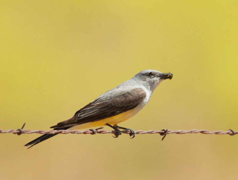 Western Kingbird