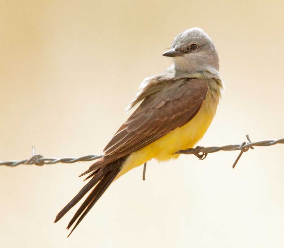 Western Kingbird
