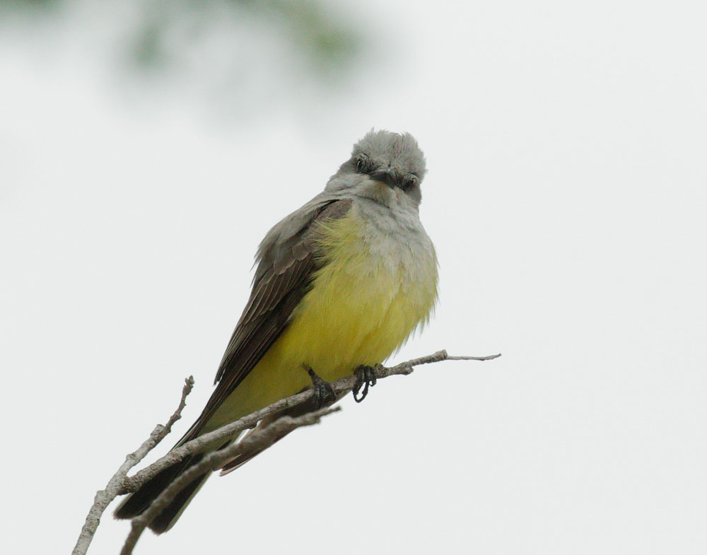 Western Kingbird