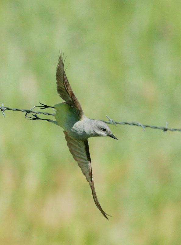 Western Kingbird