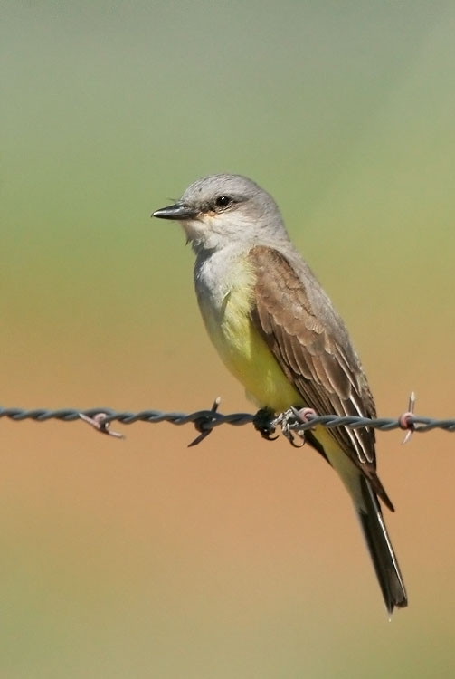 Western Kingbird